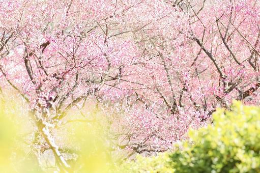満開の梅園 満開の梅園の写真