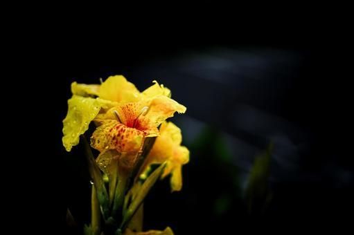 <素材>梅雨の雨の中のカンナの花 <素材>梅雨の雨の中のカンナの花 カンナ,ハナカンナ,ラッパソウの写真素材