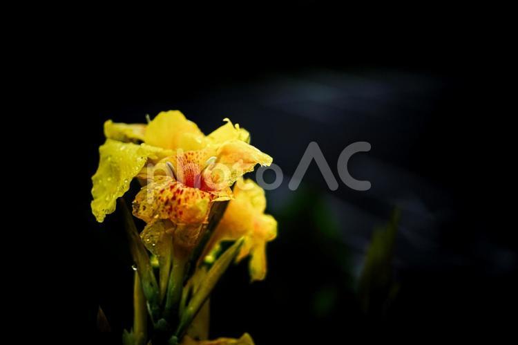 ＜素材＞梅雨の雨の中のカンナの花 カンナ,ハナカンナ,ラッパソウの写真素材