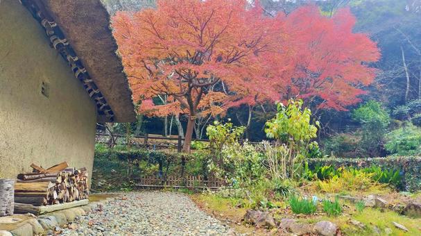 茅葺き屋根と燃えるような紅葉 茅葺き屋根と燃えるような紅葉 紅葉,茅葺き屋根,秋の写真素材