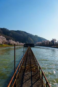 250426西大滝ダムの桜 250426西大滝ダムの桜 長野県,飯山市,西大滝の写真素材