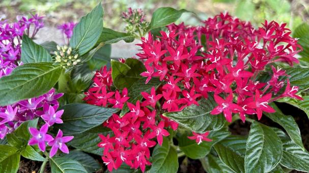 ペンタス：赤と紫が鮮やかな花、緑の葉﻿ ペンタス,花,赤の写真素材