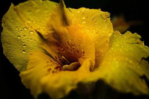 <素材>梅雨の雨の中のカンナの花 <素材>梅雨の雨の中のカンナの花 カンナ,ハナカンナ,ラッパソウの写真素材
