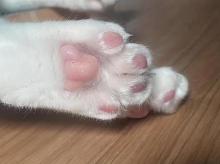 猫の肉球 猫,肉球,手の写真素材