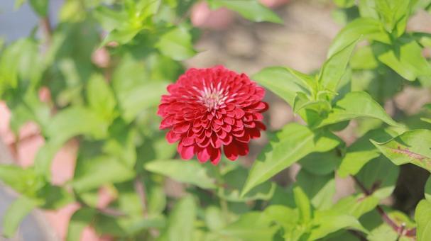 Summer flowers, photographed on July 13th, zinnia, JPG