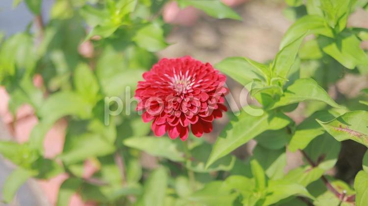 夏のお花、7月13日撮影、百日草 花,お花,夏の写真素材