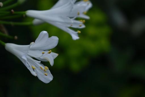 Photo, agapanthus, purple clam, murasaki kunsiran, 