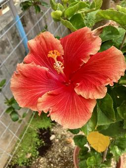 赤いハイビスカス 花,植物,自然の写真素材