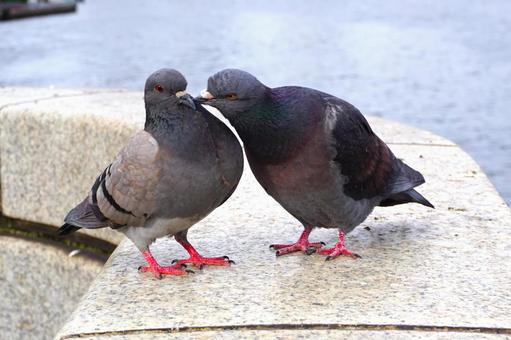 キジバトの夫婦1 鳩,キジバト,夫婦の写真素材