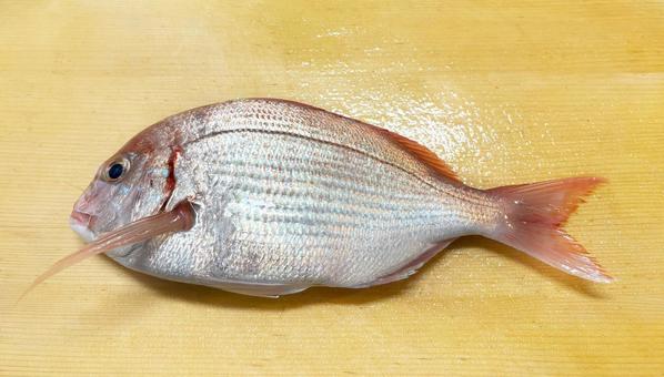 釣りたて 新鮮な鯛 釣りたて 新鮮な鯛 タイ,鯛,魚の写真素材