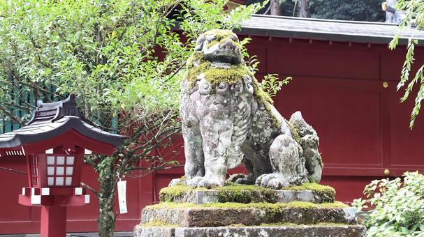 晩夏の箱根神社拝殿前の狛犬 晩夏の箱根神社拝殿前の狛犬の写真