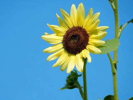 【花の写真】ヒマワリ(向日葵) 【花の写真】ヒマワリ(向日葵) ヒマワリ,向日葵,花の写真素材