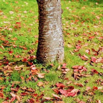 桜の木の落ち葉 桜の木の落ち葉 秋,落ち葉,葉っぱの写真素材