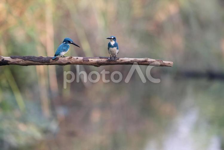 ヒメアオカワセミ ヒメアオカワセミ,カワセミ,翡翠の写真素材