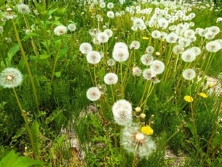 タンポポの綿毛がたくさんある草むら タンポポの綿毛がたくさんある草むらの写真