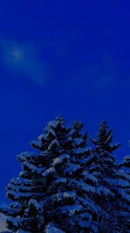 サイレントナイト　9:16 ツリー,雪,冬の写真素材