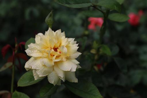 バラ バラ バラ,ばら,薔薇の写真素材