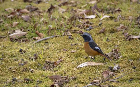 ジョウビタキ ジョウビタキ,野鳥,鳥の写真素材