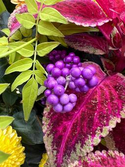 ムラサキシキブ ムラサキシキブ,実,秋の写真素材