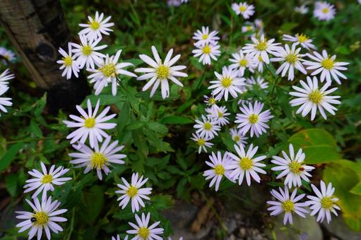 ノコンギク 菊,野菊,キクの写真素材