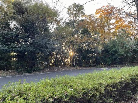 木漏れ日の写真