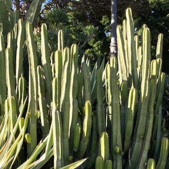 グリーン サボテン サボテン,植物,緑の写真素材
