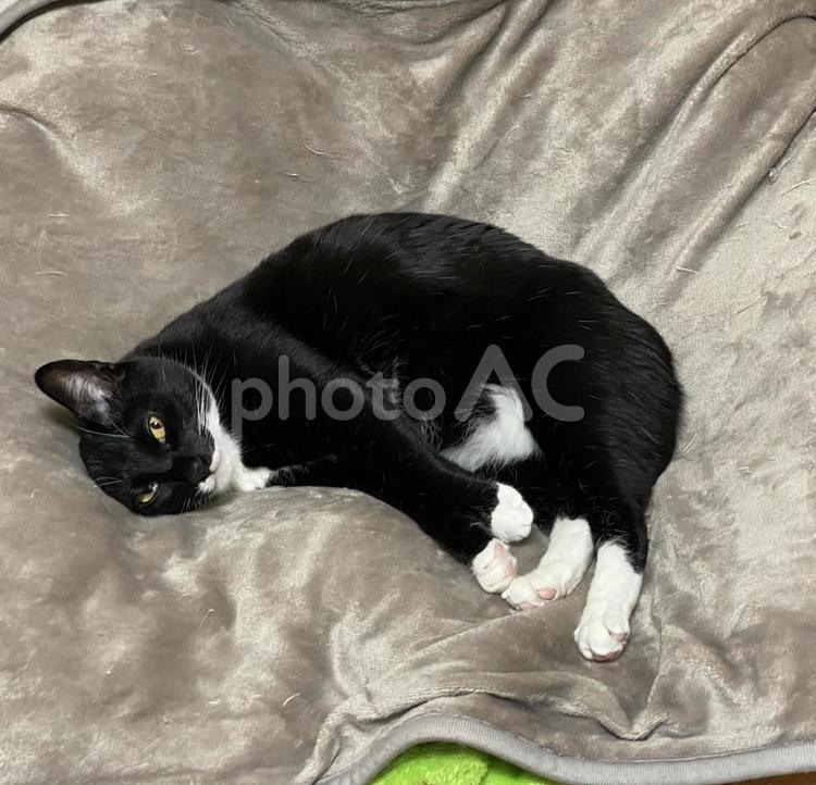 猫_黒猫 ネコ,ねこ,くろねこの写真素材
