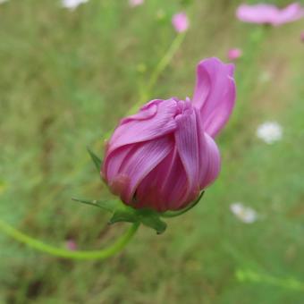コスモス(秋桜) コスモス(秋桜) コスモス,秋桜,花の写真素材