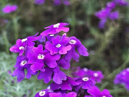 野花 野花の写真