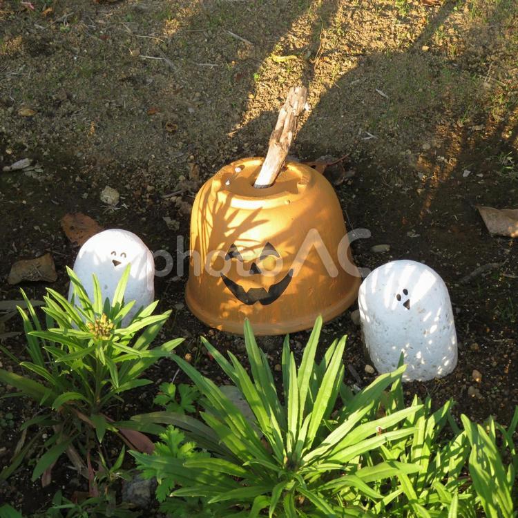 花壇の中で傾く陽光を見つめるオバケたち ハロウィン,10月,下旬の写真素材