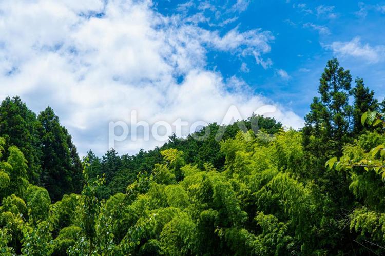 夏の森林と青空 青空,森林,森の写真素材
