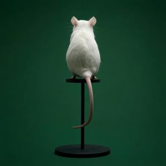 実験用マウスのポートレート:科学と研究 実験用マウスのポートレート:科学と研究の写真