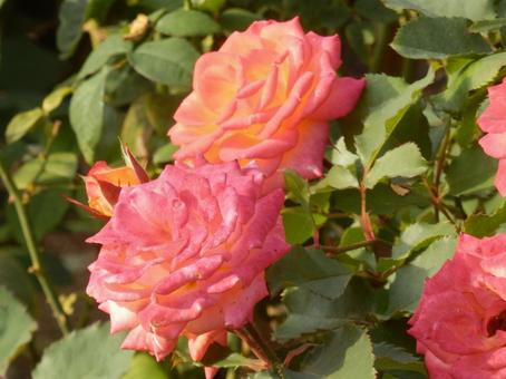 【薔薇の写真】バラの花 バラ,薔薇,植物の写真素材