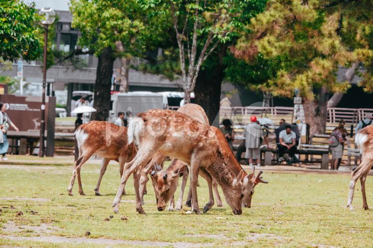 シカが仲良く草を食べています 鹿,動物,シカの写真素材