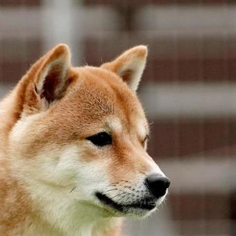 豆柴のクローズアップ② 豆柴のクローズアップ② 犬,柴犬,豆柴の写真素材