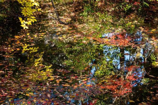 もみじ公園の秋(39) 秋,紅葉,モミジの写真素材