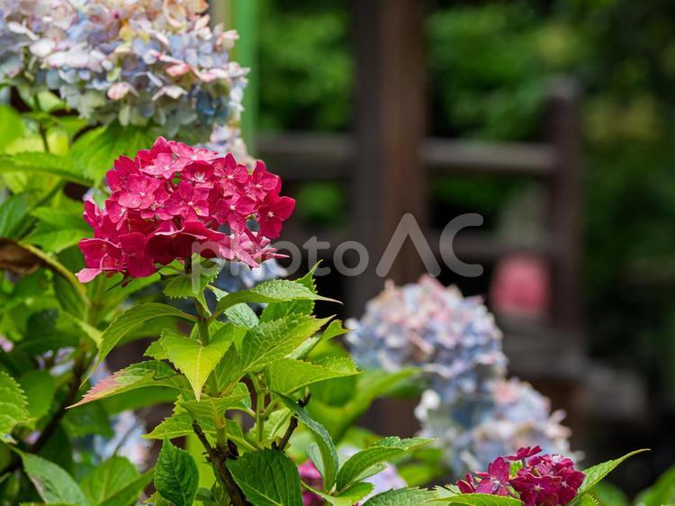 紫陽花 紫陽花,あじさい,アジサイの写真素材