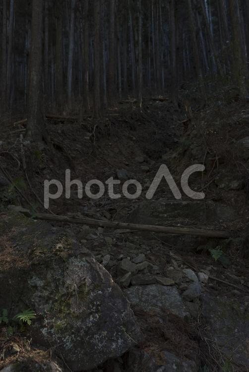 森林　岩　地崩れの跡 木々,木,森林の写真素材