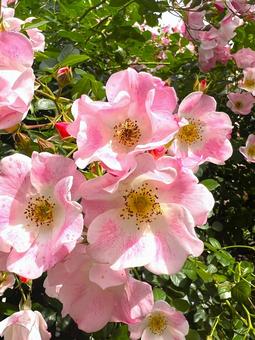 かわいいバラ かわいいバラ バラ,花,アップの写真素材