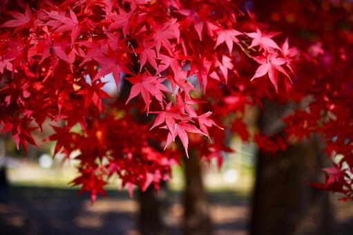 紅葉 秋,もみじ,モミジの写真素材