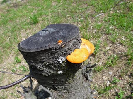 Growing on a stump, JPG