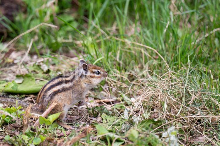 かわいいシマリス、小樽のシマリス公園 しまりす,リス,栗鼠の写真素材