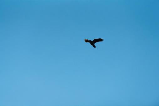 大空を優雅に舞うカラス 大空を優雅に舞うカラス カラス,野鳥,鳥の写真素材