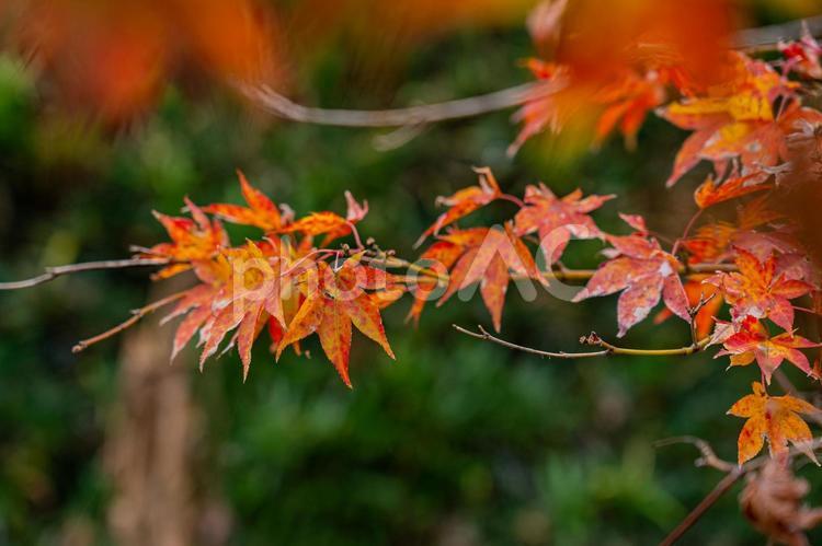 秋が深まり赤く色づく庭のもみじ 紅葉,広葉樹,落ち葉の写真素材