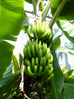 温室の天井からぶら下がる熟す前のバナナの写真