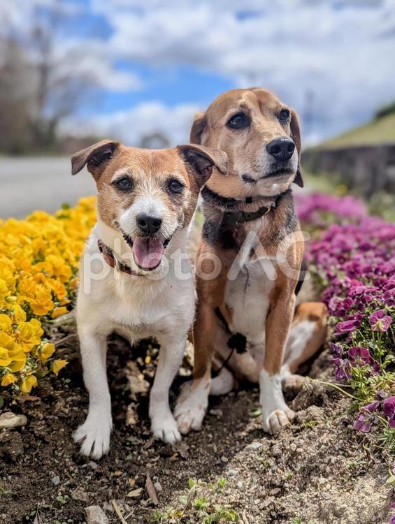 黄色とピンクの花壇前で 犬,ビーグル,ジャックラッセルテリアの写真素材