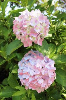 あじさい4の写真