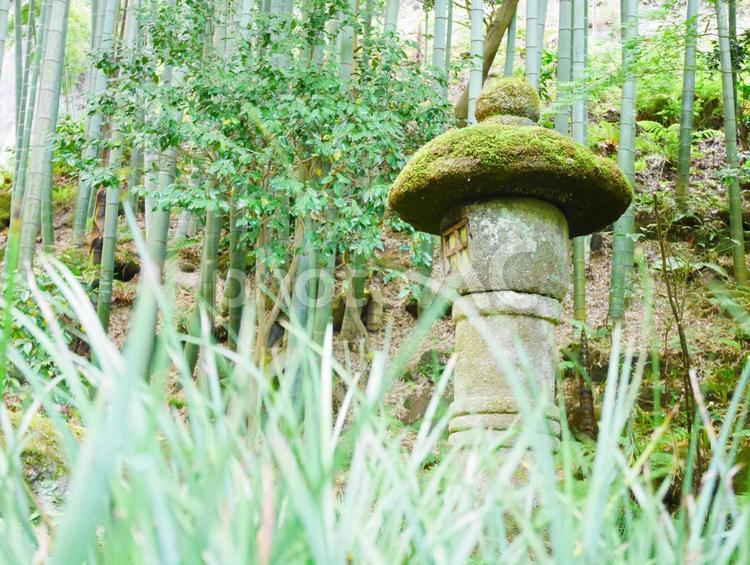 庭園の風景 寺,庭園,緑の写真素材