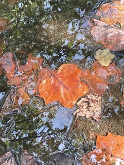 水溜まりの葉っぱ 水溜まりの葉っぱの写真