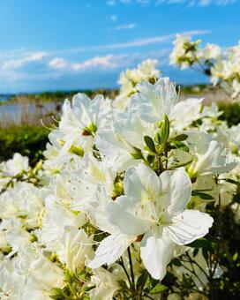 花 花,華,自然の写真素材